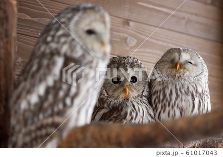 エゾフクロウ エゾフクロウ 61017043
