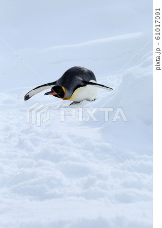 キングペンギン キングペンギン 61017091