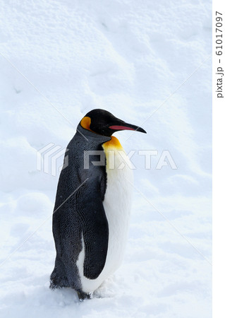 キングペンギン キングペンギン 61017097