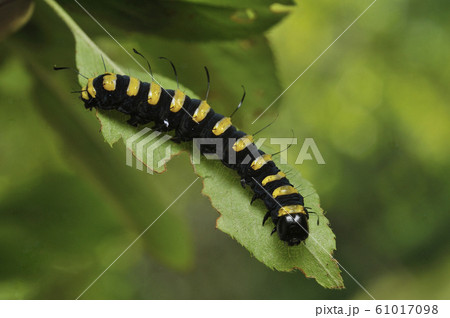 ハンノケンモンの幼虫 ハンノケンモンの幼虫 61017098
