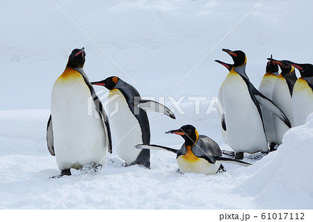 キングペンギン キングペンギン 61017112