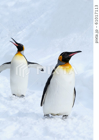 キングペンギン キングペンギン 61017113