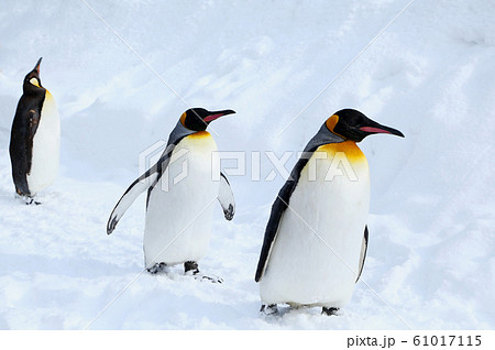 キングペンギン キングペンギン 61017115