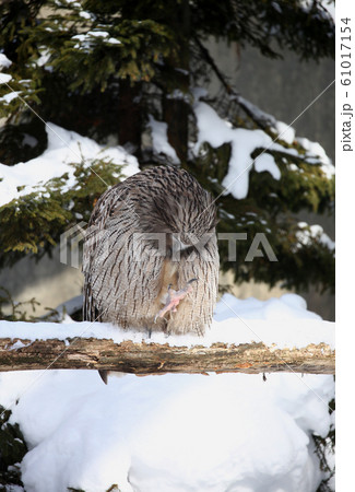 シマフクロウ シマフクロウ 61017154