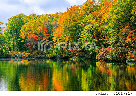 妙高・仙人池の紅葉 妙高・仙人池の紅葉 61017317