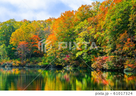 妙高・仙人池の紅葉 61017324