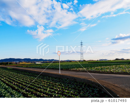 畑（冬） 61017493