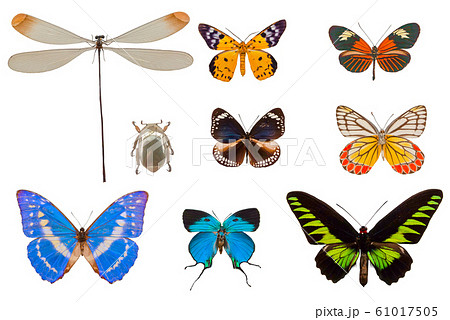珍しい昆虫の標本 蝶 トンボの写真素材