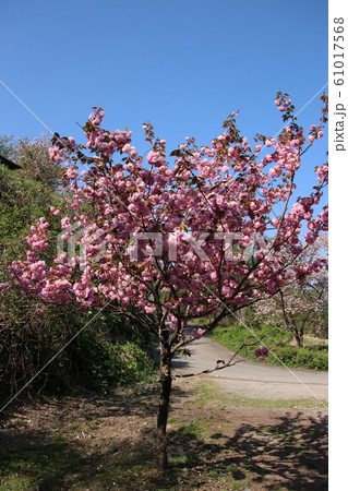 山桜 61017568