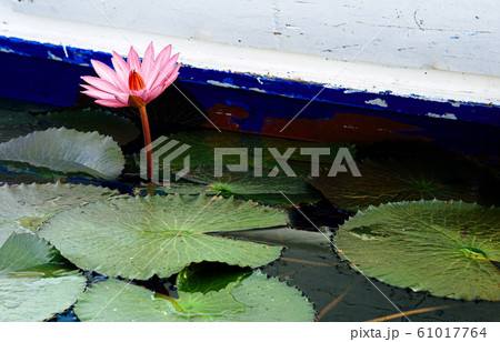 Pink lotus water lilies full bloom under morning Pink lotus water lilies full bloom under morning 61017764