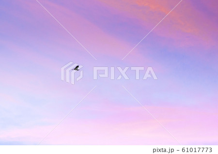 Single Egret bird flying against beautiful 61017773
