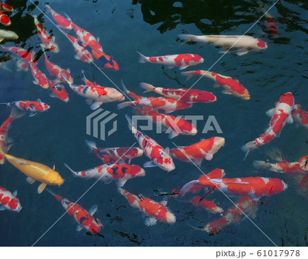 小千谷市　錦鯉の里 61017978