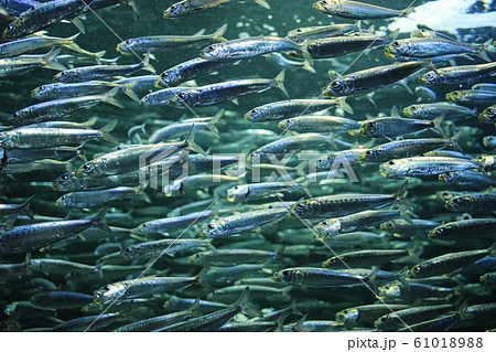 イワシの大群の写真素材 6101