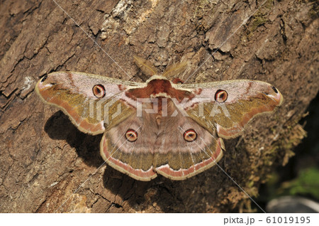 ヒメヤママユ 61019195