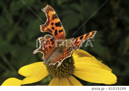 シータテハ 61019199