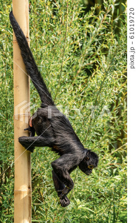 The black-headed spider monkey, Ateles fusciceps is a species of spider monkey 61019720