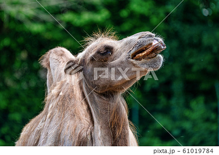 Bactrian camel, Camelus bactrianus in a german zoo Bactrian camel, Camelus bactrianus in a german zoo 61019784