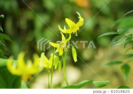 かたくりの花 61019820