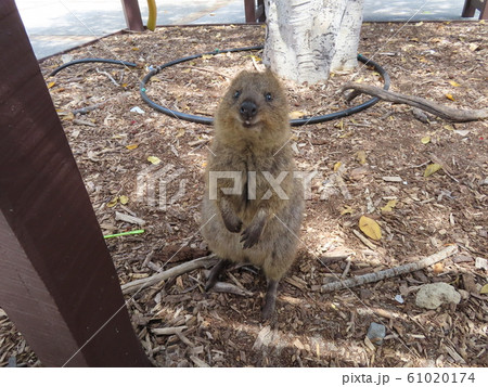 クオッカ クオッカ 61020174