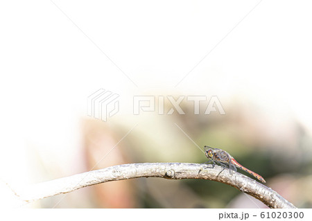 とんぼ アキアカネ とんぼ アキアカネ 61020300