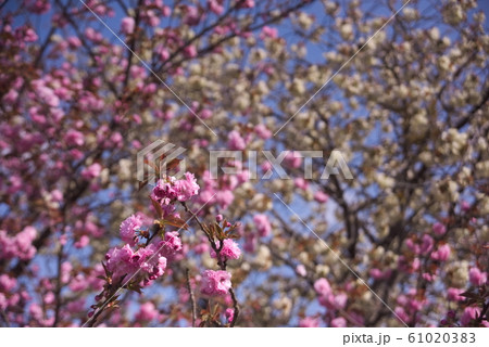 大分市　一心寺 61020383