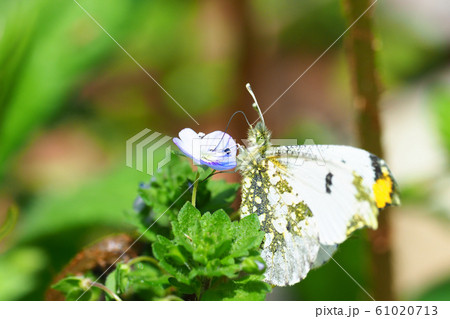 オオイヌノフグリの花を吸蜜するツマキチョウ(オス) オオイヌノフグリの花を吸蜜するツマキチョウ(オス) 61020713