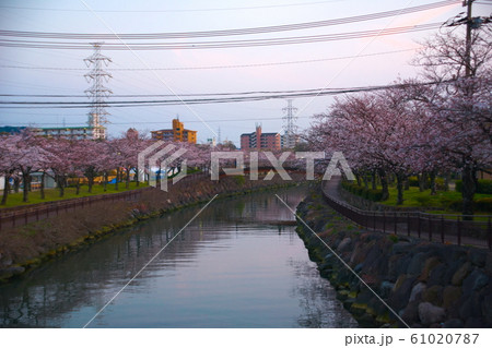 大分市 平和市民公園 桜並木 大分市 平和市民公園 桜並木 61020787