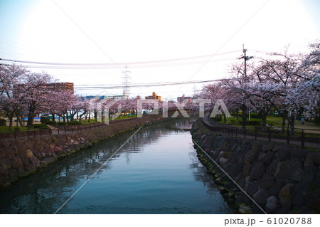 大分市　平和市民公園　桜並木 61020788