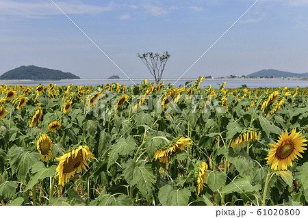 喬桐島 江華郡 仁川 61020800