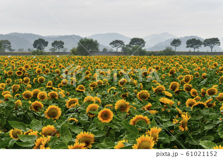 ヒマワリ 長城郡 全羅南道 61021152