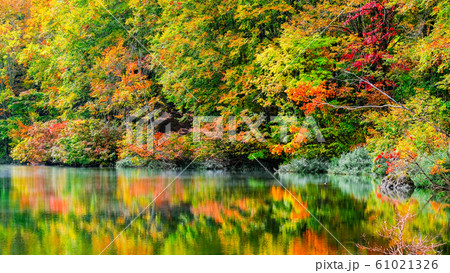 妙高・仙人池の紅葉 61021326