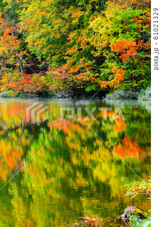 妙高・仙人池の紅葉 妙高・仙人池の紅葉 61021329