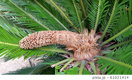 Male cone and foliage of cycas revoluta cycadaceae Male cone and foliage of cycas revoluta cycadaceae 61021414