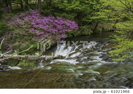 （栃木県）ミツバツツジ咲く、竜頭の滝、上流部 61021966