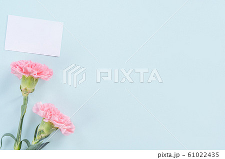 カーネーション ハマナデシコ 母の日 61022435