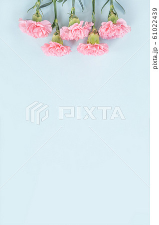 カーネーション ハマナデシコ 母の日 61022439