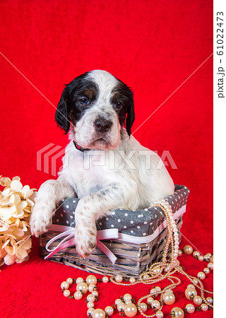 English setter puppy in a wood basket with flowers English setter puppy in a wood basket with flowers 61022473