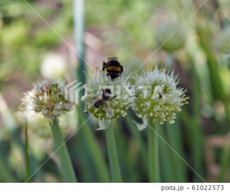 onions growing in a field on farm. 61022573