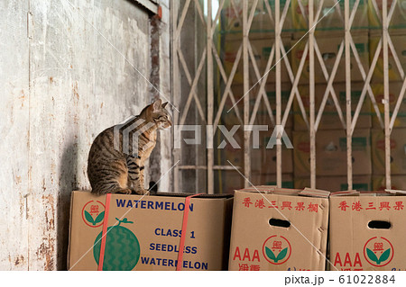 香港_市場の猫 61022884