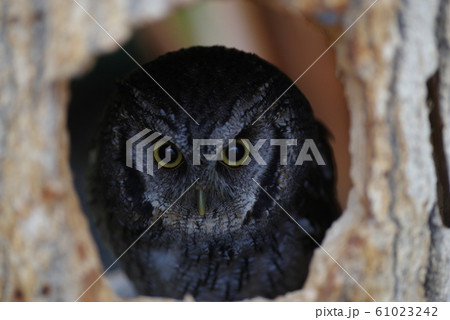 フクロウ フクロウ 61023242