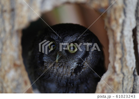 フクロウ フクロウ 61023243