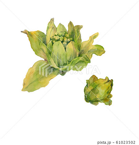 フキノトウ水彩画 フキノトウ水彩画 61023502