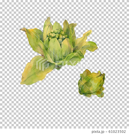 フキノトウ水彩画 フキノトウ水彩画 61023502