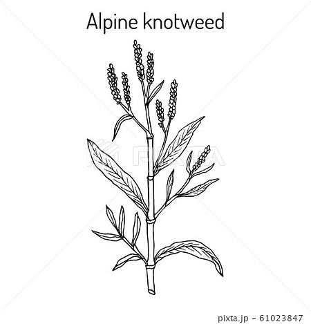 Alpine knotweed aconogonon alpinum , medicinal plant 61023847