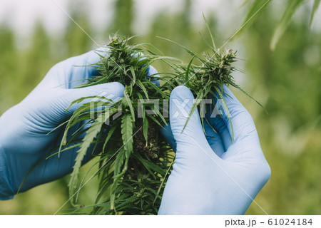 Scientist hands in gloves at hemp field checking cannabis marijuana plants and flower buds 61024184