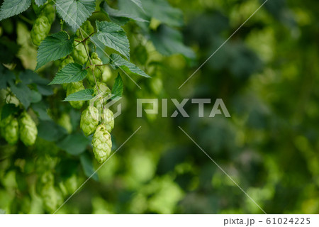 Bunch of hop cones on a vine at hops yard. Bunch of hop cones on a vine at hops yard. 61024225