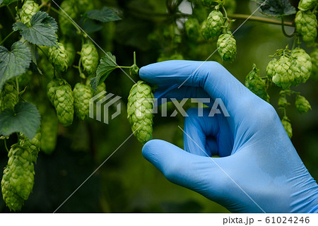 Farmer show single ripe hop cone in hand during quality and ripeness inspection at hops yards. 61024246