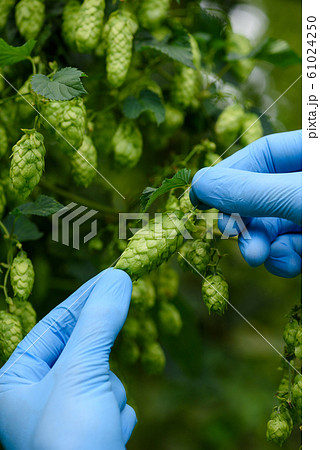 Hop cone in hands on hops yard for beer production. 61024250