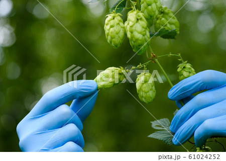 Ripe hop cone in hands on hops yard farm. Humulus lupulus. 61024252