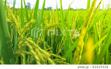 Sunset on Rice field at Thailand after the Rain Close Up Sunset on Rice field at Thailand after the Rain Close Up 61024328